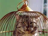 cat-in-birdcage.jpg