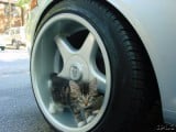 cat-in-wheel.jpg