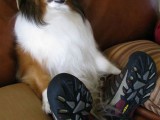 funny-collie-04.jpg