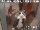 funny-pictures-cat-shower-naked-man.jpg