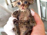 kitten-bath-03.jpg