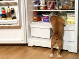 boxer-pup-raiding-the-fridge-funny-animal-wallpapers-1024x768.jpg