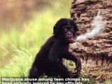 121-moneky-smoking.jpg