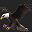 eagle.png