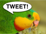 tweeting_parrot.jpg