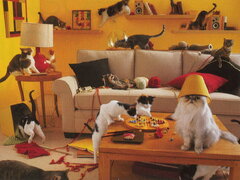 lotsofcats001.jpg