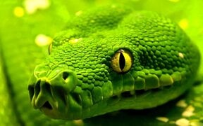 903780-beautiful-snakes-wallpapers-1920x1200-download.jpg