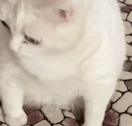 IMG_5546.gif