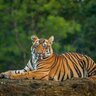 tigerman34