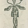 Mandragora7
