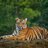 tigerman34