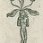 Mandragora7