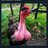 cockmail